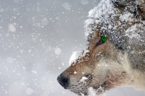 天狼影院2025猜你喜欢推荐模块界面示意，展示基于用户行为的个性化影视推荐卡片排列